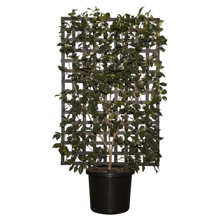 500mm Espalier Camellia - Camellia japonica