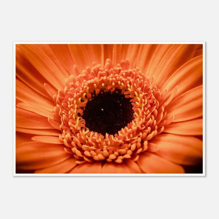 Galrie Stunning Close-Up of a Red Flower - Fine Art Photography, Poster Only, A0 84 x 119cm (33 X 47inch)