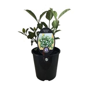 1.9L Gardenia Florida - Gardenia augusta Florida