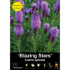 Yarra Valley Bulbs Liatris Blazing Stars - 3 Pack