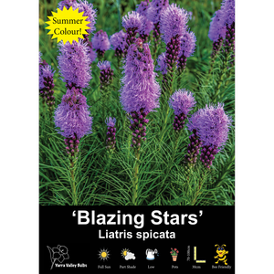 Yarra Valley Bulbs Liatris Blazing Stars - 3 Pack