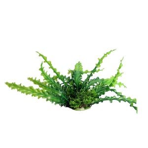 Aqua One Ecoscape Ruffled Lace Green Plastic Plant 20cm - Med (28381)