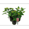 3.5L Hydrangea Assorted