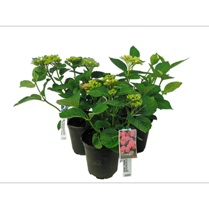 3.5L Hydrangea Assorted