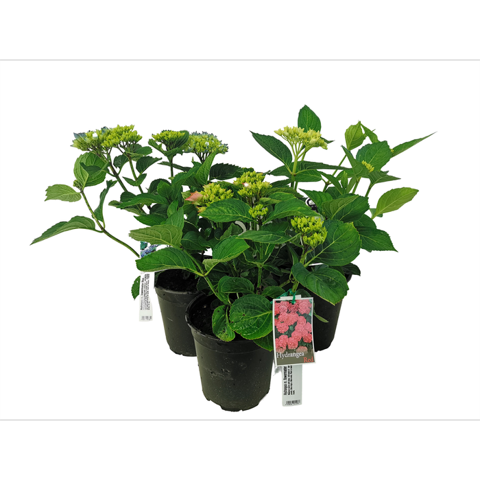 3.5L Hydrangea Assorted