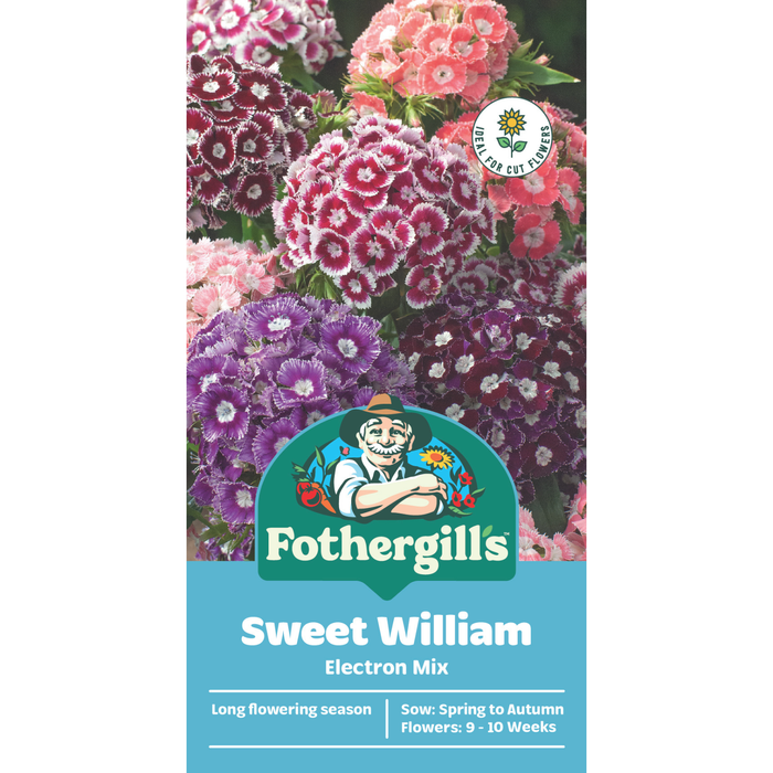 Fothergill's Sweet William Electron Seeds