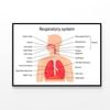 Human Respiratory System  Print 100% Australian Made 120x90cm  (Poster)
