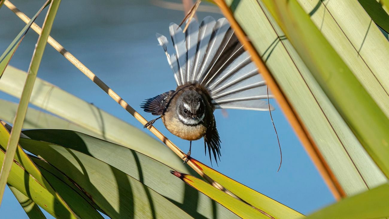 Grey New Zealand fantail bird on a plant outside