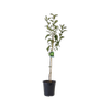 200mm Granny Smith - Malus domestica