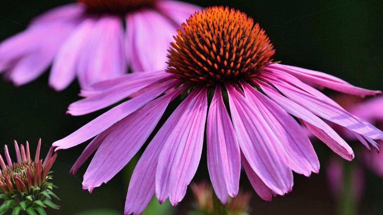 Close-up of purple echinacea flowers