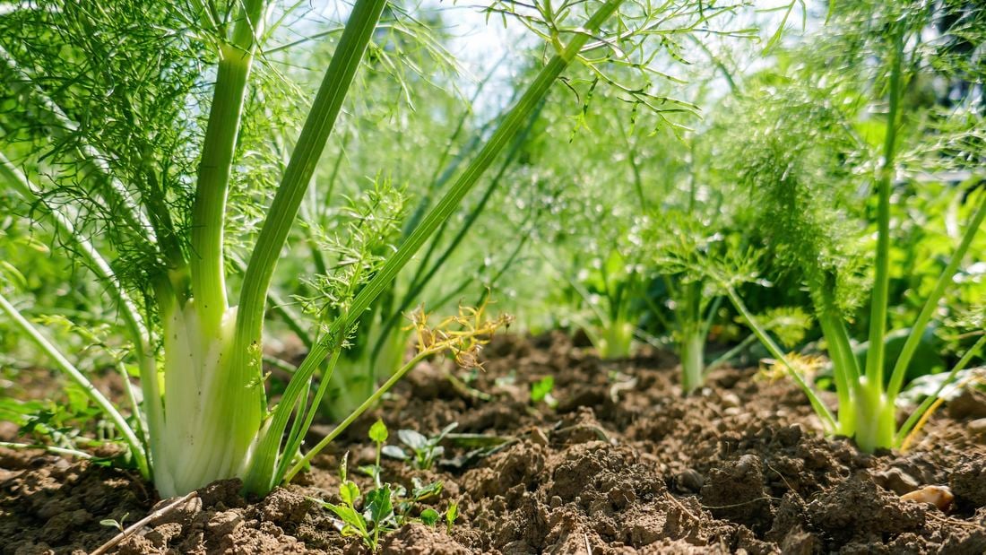 Fennel plants growing in a garden
