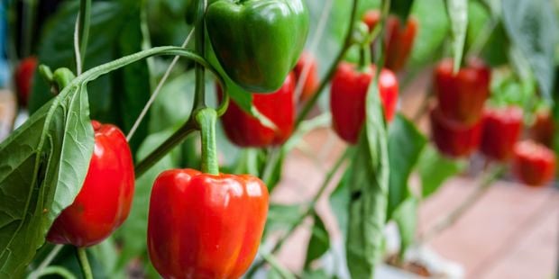 Wide angle of red capsicums growing on a vine