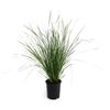 140mm Lomandra Tanika - Lomandra longiflolia