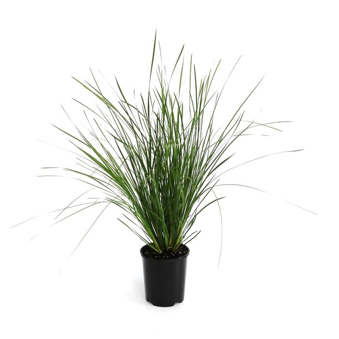140mm Lomandra Tanika - Lomandra longiflolia