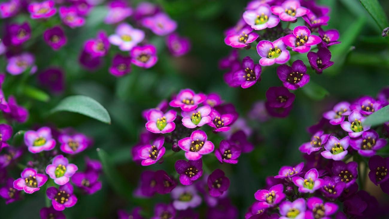 close up of a purple alyssum flower