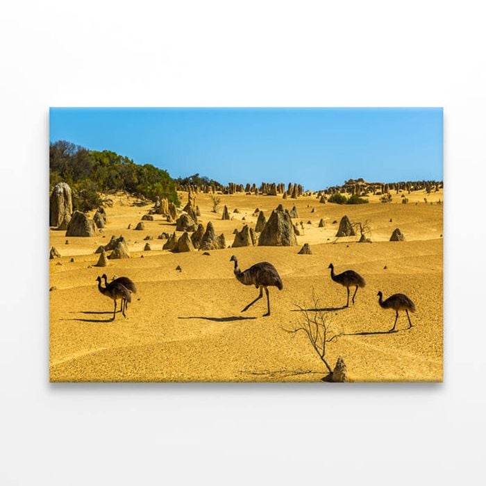 The Pinnacles Desert Western Australia Emus  Print 100% Australian Made 90 x 60cm  (Stretched)