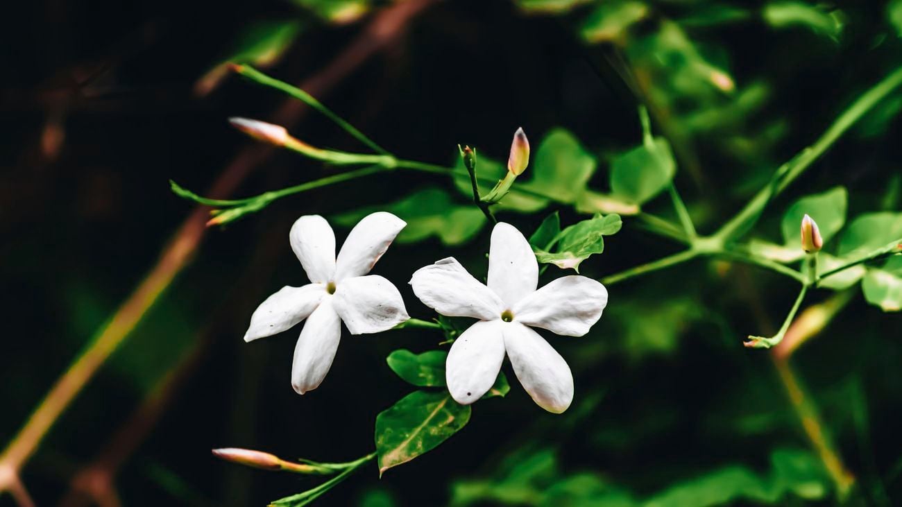 close up of a white murraya flower