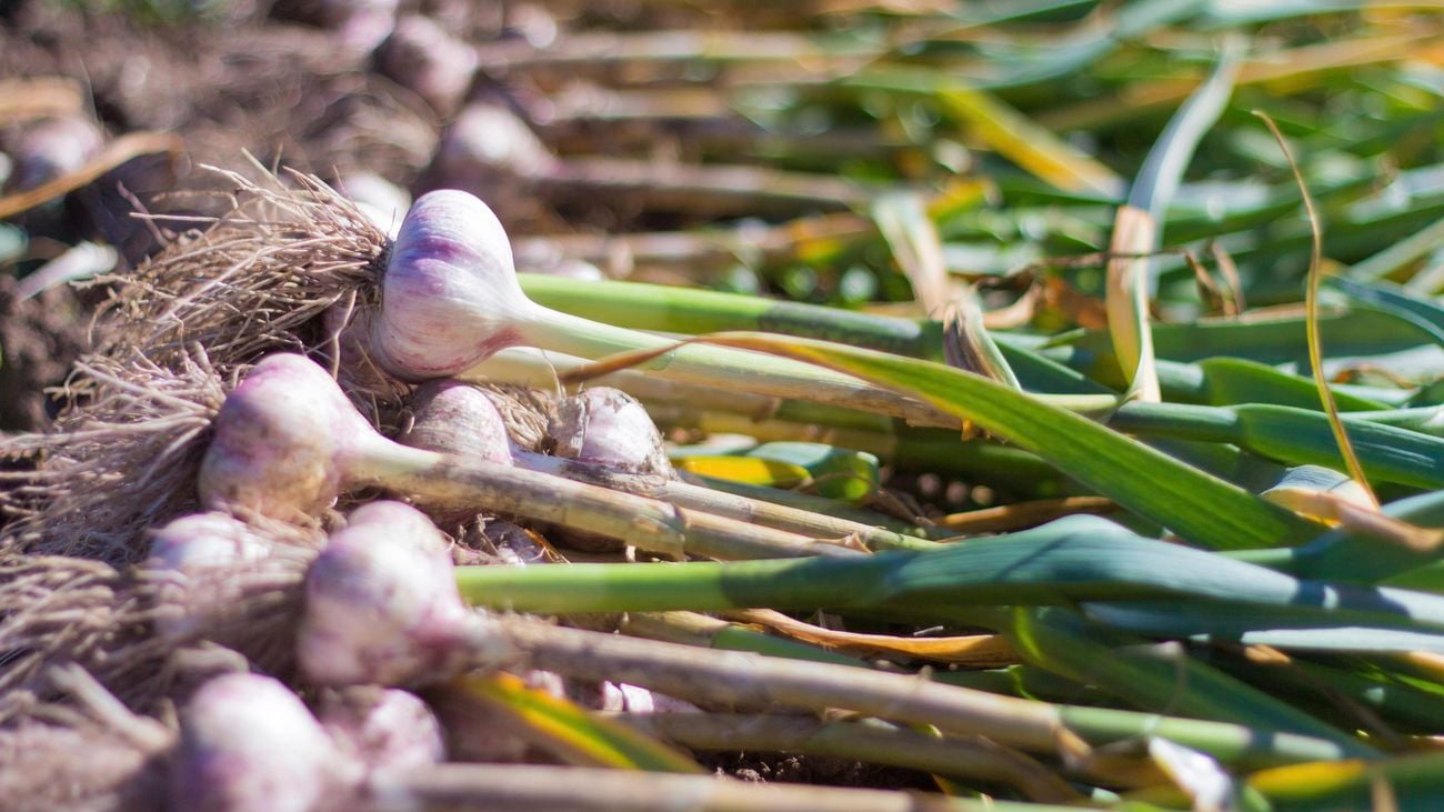 Garlic bulbs pulled from the ground with their roots showing.