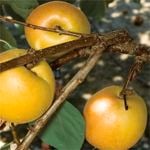 Bagged Cot N Candy Interspecific Apricot