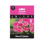 Bloomin Bulbs Tulip Cabanna - Tulipa hybrid - 5 Pack