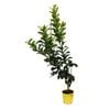 200mm Lemon Seedless Eureka