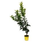 200mm Lemon Seedless Eureka