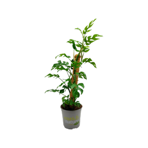 17cm Philodendron Minima on Coco Pole