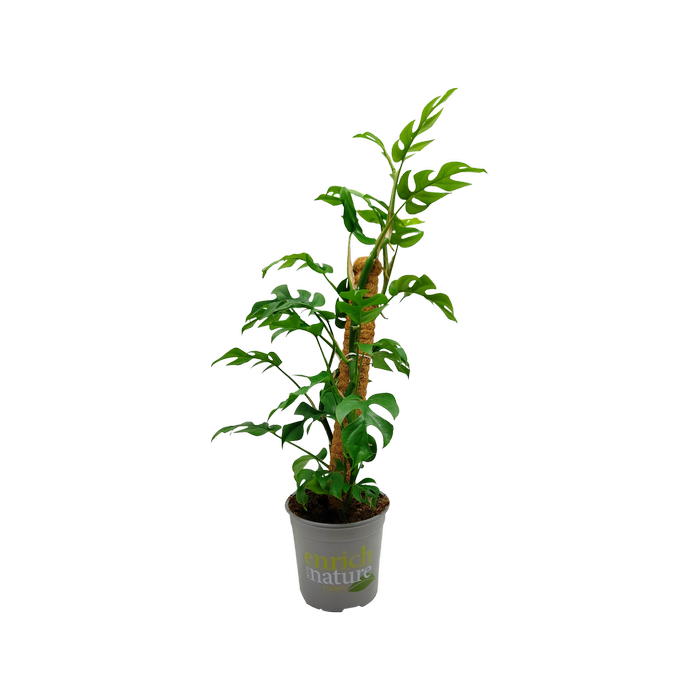 17cm Philodendron Minima on Coco Pole