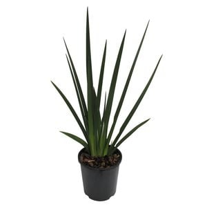 2.4L Dietes Gradiflora