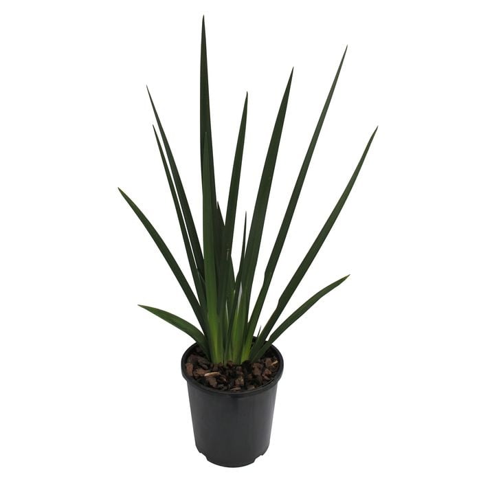 2.4L Dietes Gradiflora