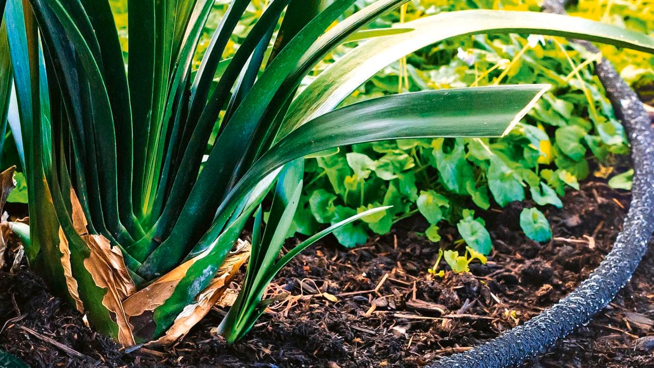 A Holman weeper/dripping hose lying in a garden bed next to a plant with long leaves.