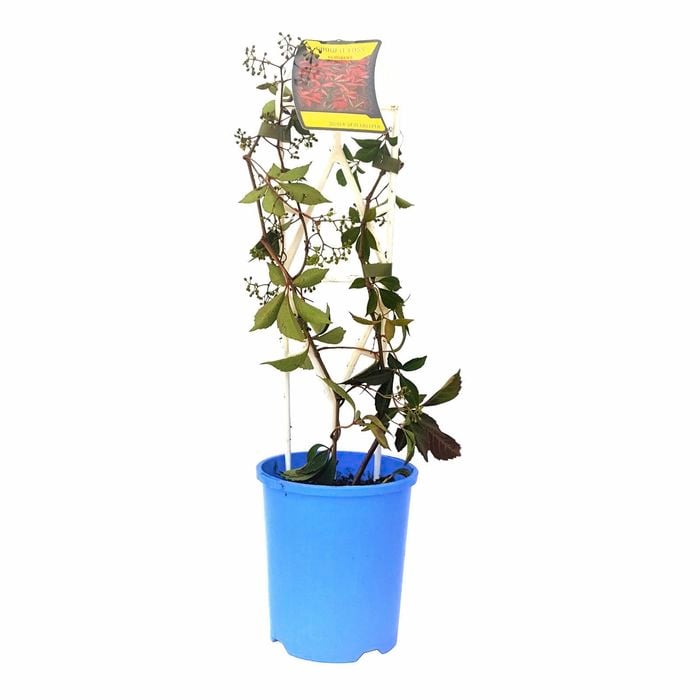 140mm Silver Vein Creeper - Parthenocissus henryana