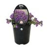 1.5L Epic Bacopa Blue - Bacopa