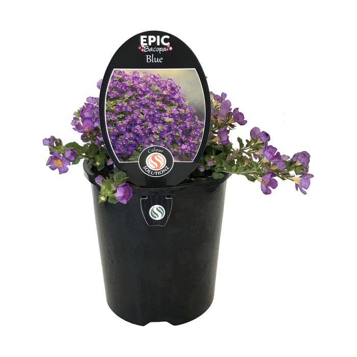 1.5L Epic Bacopa Blue - Bacopa