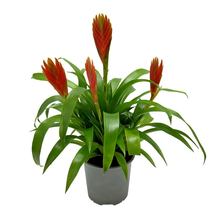 120mm Bromeliad - Bromeliaceae