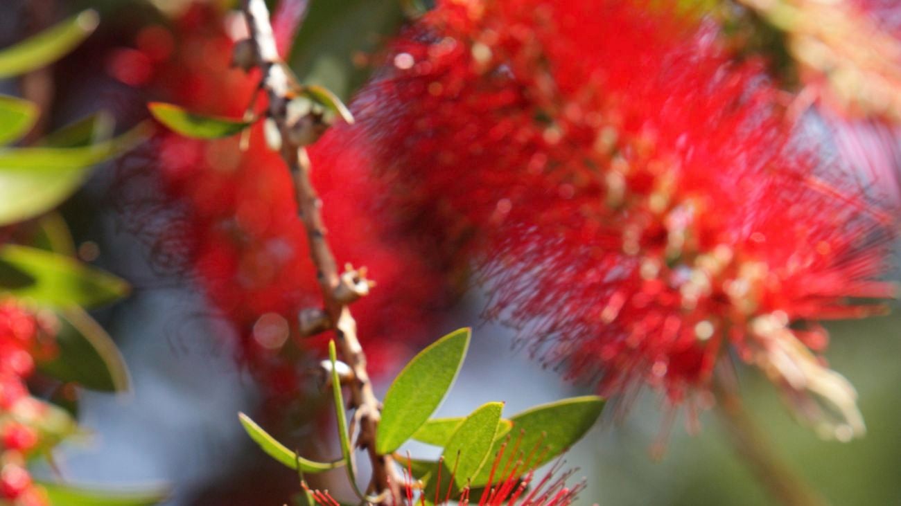 close up shot of a bottlebrush with its red stems