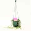 Grow It Easy Range 130mm String Of Pearls - Senecio rowleyanus