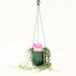 Grow It Easy Range 130mm String Of Pearls - Senecio rowleyanus