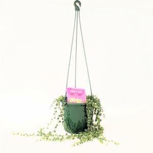 Grow It Easy Range 130mm String Of Pearls - Senecio rowleyanus