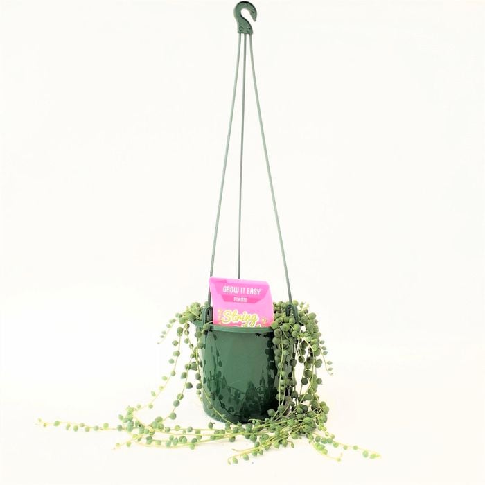 Grow It Easy Range 130mm String Of Pearls - Senecio rowleyanus