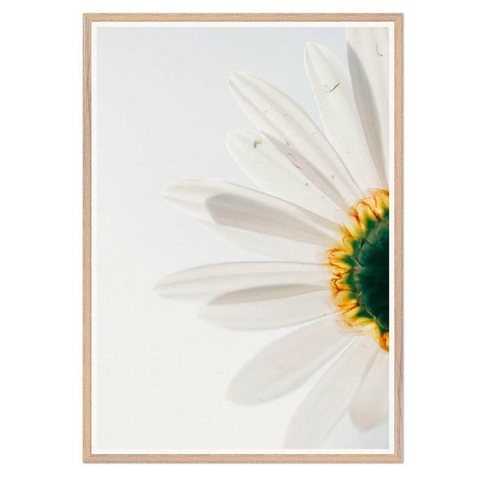 Galrie Stunning CloseUp Daisy Flower Art Print Nature Photography for Home Decor, Wood Frame, A2 42 x 60cm (16 x 24inch)