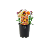 150mm Nemesia Rhubarb & Custard - Nemesia
