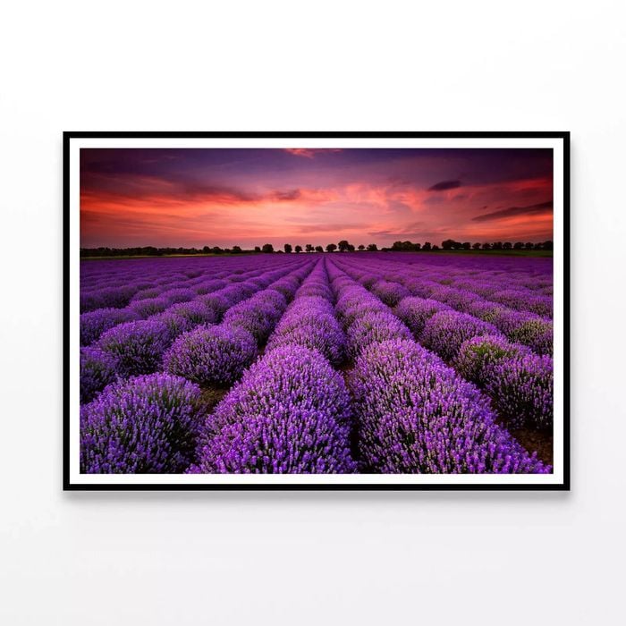 Flowers under a Sky with Clouds  Print 100% Australian Made 120x90cm  (Poster)