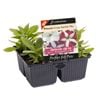 Floriana 4 Cell Petunia Crazy Starfish - Petunia x hybrida