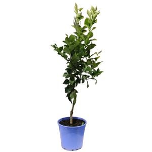 250mm Lemon Dwarf Eureka