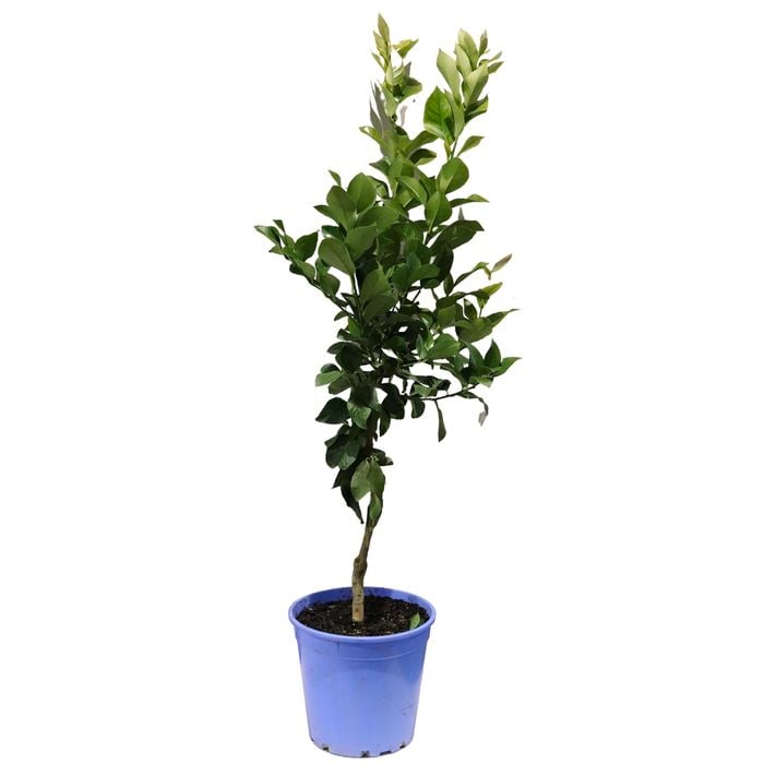 250mm Lemon Dwarf Eureka