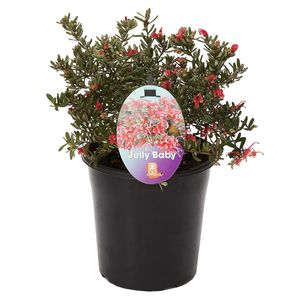 180mm Grevillea Jelly Baby - Grevillea lavandulacea x alpina