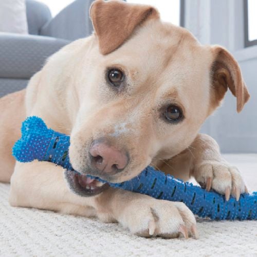 Give
  your dog the fun way to get clean teeth, with their very own Brush Bone