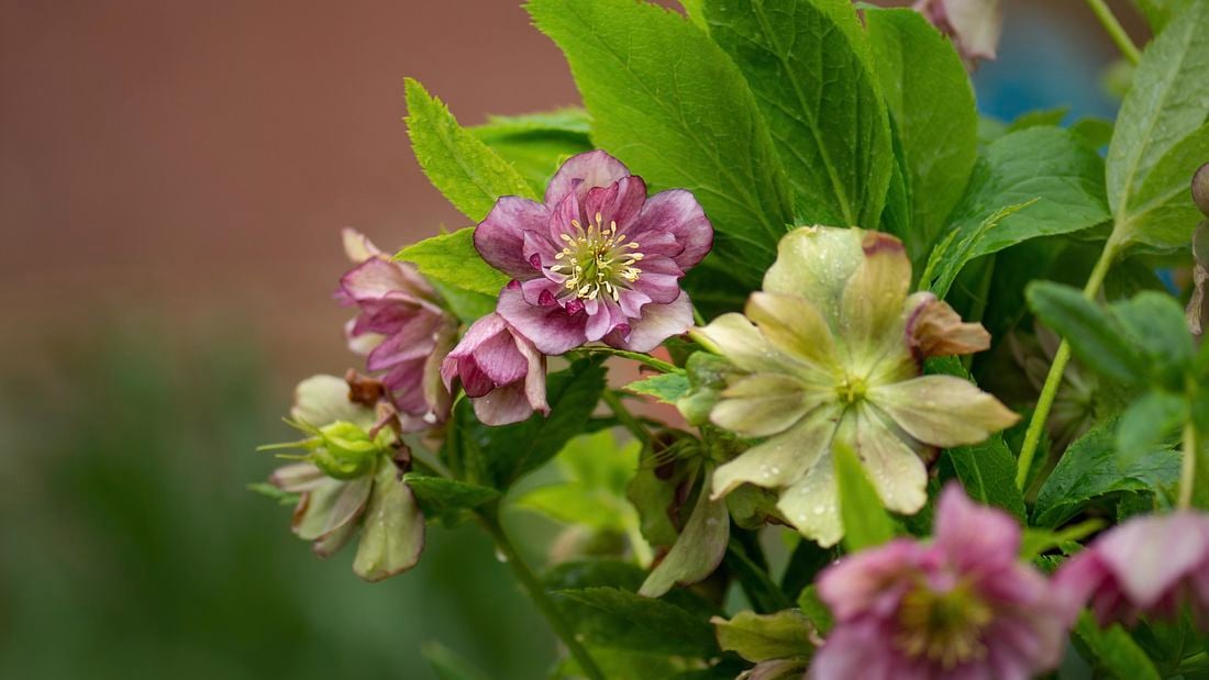 Purple and pale green flowers on a dark green hellebore bush