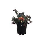 1.9L Grevillea Red Clusters - Grevillea